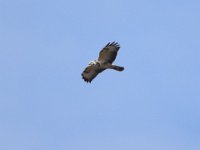 Maeusebussard (Buteo buteo) 07